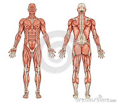 Anatomy of male muscular system - posterior and an Stock Photo