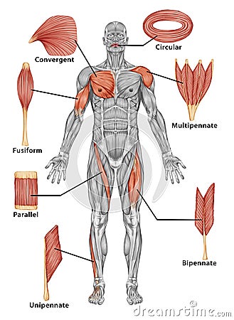 Anatomy of male muscular system - posterior view o Stock Photo