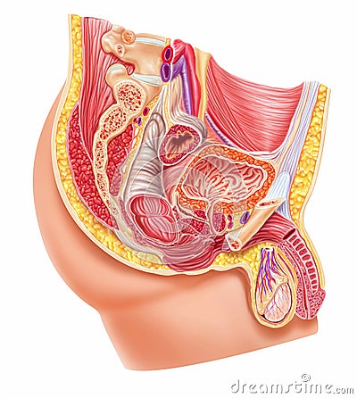Anatomy male reproductive system Cartoon Illustration