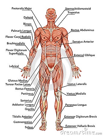 Anatomy of man muscular system Stock Photo