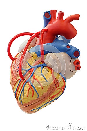 Anatomy model of the cardiovascular system Stock Photo