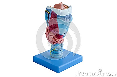 Anatomy model of pharynx Stock Photo