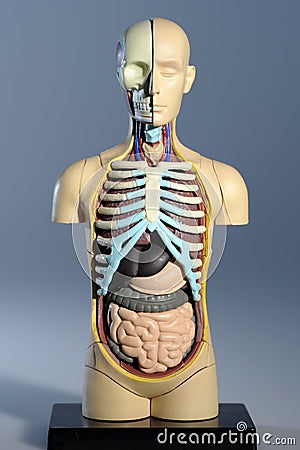 Anatomy model torso Stock Photo