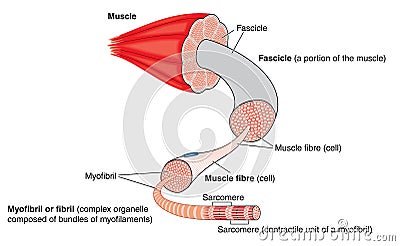 Anatomy of a muscle Vector Illustration