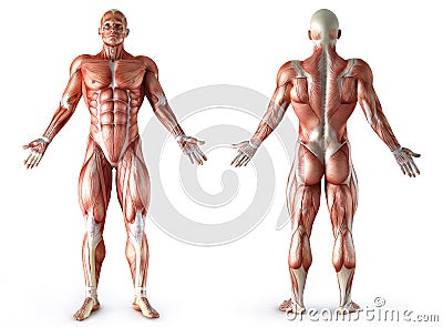 Anatomy, muscles Stock Photo