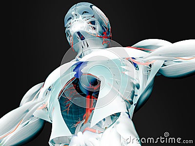 Anatomy of muscles and arteries Stock Photo