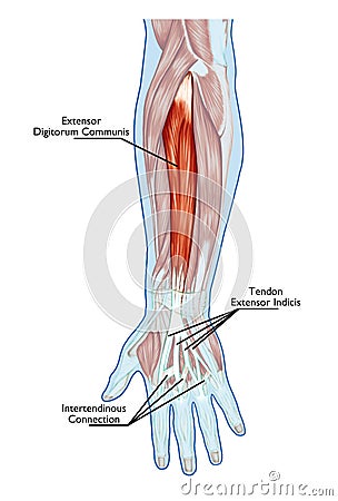 Anatomy of muscular system Stock Photo