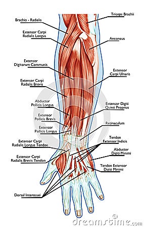 Anatomy of muscular system - hand, forearm, palm m Stock Photo