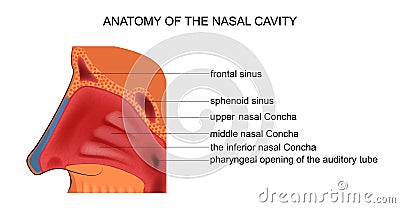 Anatomy of the nasal cavity Vector Illustration