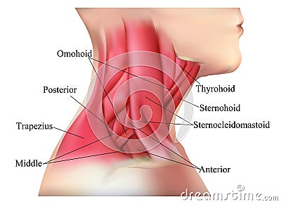 Anatomy of the neck muscles Stock Photo