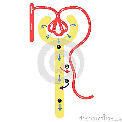 Anatomy of Nephron : Urine Formation. Vector Illustration