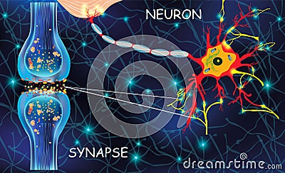 Anatomy neyron cells. Transmission signal of impulse in a living organism. Signaling in the brain. Neural connections in Stock Photo