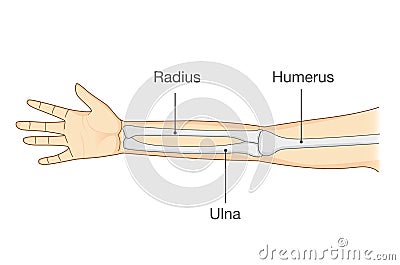 Anatomy of normal human arm bone. Vector Illustration