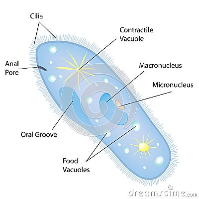 Anatomy of a paramecium. Vector Vector Illustration