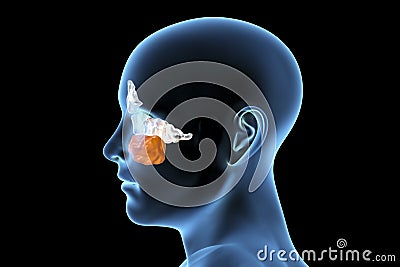 Anatomy of paranasal sinuses Cartoon Illustration