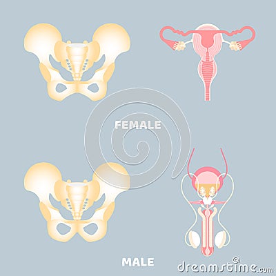 Anatomy of pelvic bone and male and female reproductive system, internal organs body part orthopedic, reproductive system Vector Illustration