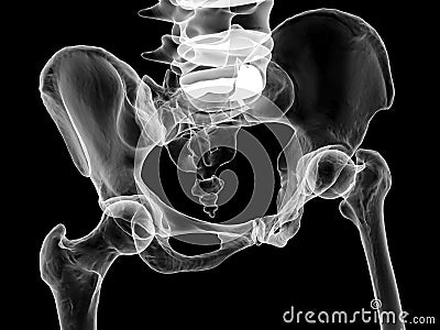 Anatomy of the pelvis bones, including the ilium, ischium, sacrum, and pubis, 3D illustration Cartoon Illustration