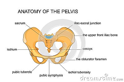 Anatomy of the pelvis Vector Illustration