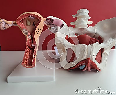 Anatomy of pelvis of woman gynecology of uterus and pelvic bones Stock Photo