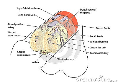 Anatomy of the penis Vector Illustration