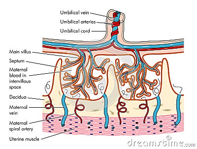 Anatomy of the placenta Vector Illustration