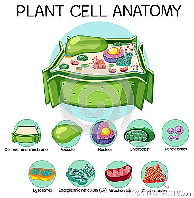 Anatomy of plant cell Biology Diagram Vector Illustration