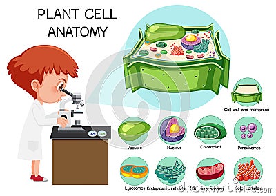 Anatomy of plant cell (Biology Diagram Vector Illustration