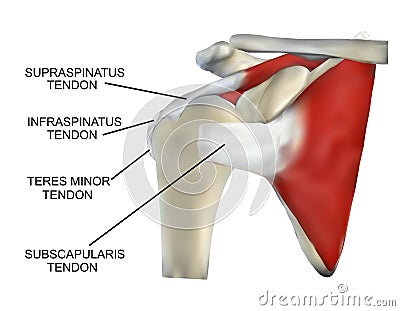 Anatomy of the Rotator Cuff Muscles Stock Photo