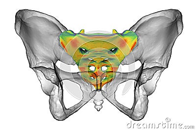 Anatomy of the sacrum bone, showcasing its intricate details and features, 3D illustration Cartoon Illustration