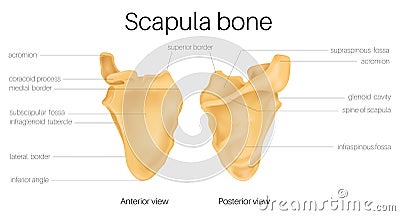 Anatomy of the scapula Vector Illustration