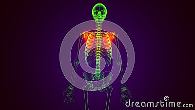 Human Skeleton System Scapula Bone Anatomy 3D Illustration Stock Photo