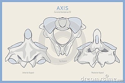Anatomy of the Second Cervical Vertebra. Axis C2 Anterior, Posterior and Top View. Illustration for Education Vector Illustration