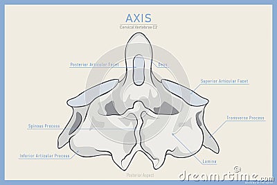Anatomy of the Second Cervical Vertebra. Axis C2 Posterior View. Illustration for Education. Anatomy in English Translation Vector Illustration