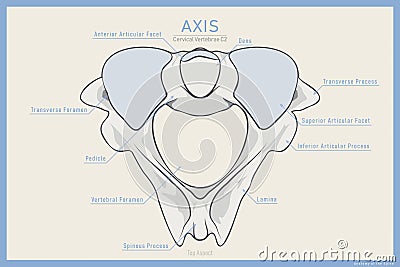 Anatomy of the Second Cervical Vertebra. Axis C2 Top View. Illustration for Education. Anatomy in English Translation Vector Illustration