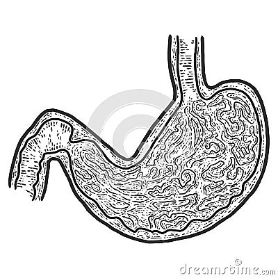 Anatomy, section stomach. Sketch scratch board imitation. Vector Illustration