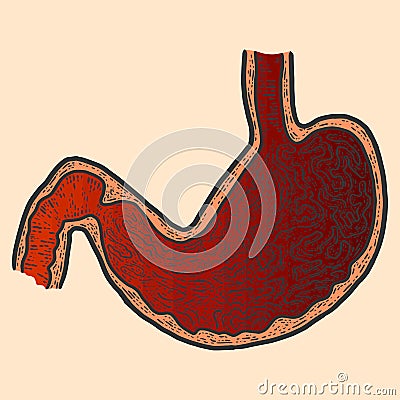 Anatomy, section stomach. Sketch scratch board imitation color. Cartoon Illustration