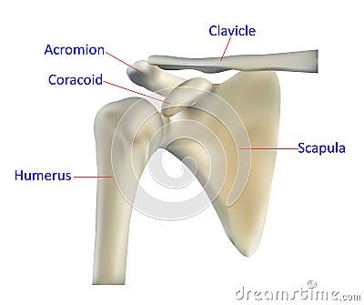 Anatomy of the shoulder bone Cartoon Illustration