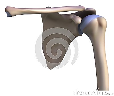 Anatomy of the shoulder bone Stock Photo