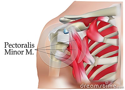 Anatomy of shoulder Stock Photo