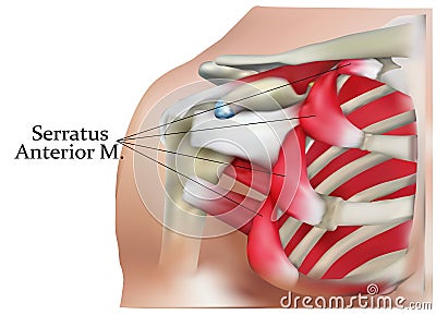 Anatomy of the shoulder Stock Photo