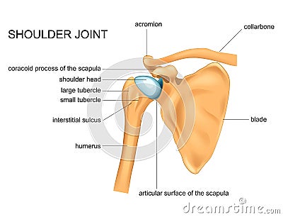 Anatomy of the shoulder joint Vector Illustration