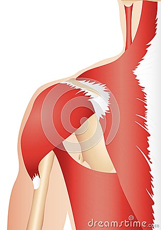 Anatomy Shoulder Vector Illustration