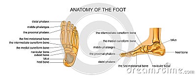 Anatomy of a skeleton foot Vector Illustration