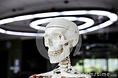 Anatomy skeleton science learning study Stock Photo