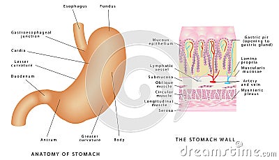 Anatomy of stomach Vector Illustration