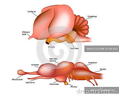 Anatomy of the structure of the brain of birds and fish.Comparison of the brain of a fish and a bird Vector Illustration