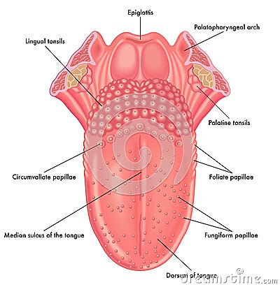 Anatomy of the tongue Vector Illustration