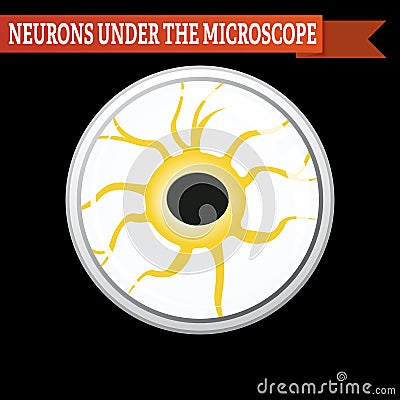 Anatomy of a typical human neuron. Neuron under microscope. Vector Illustration