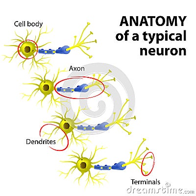 Anatomy of a typical neuron Vector Illustration