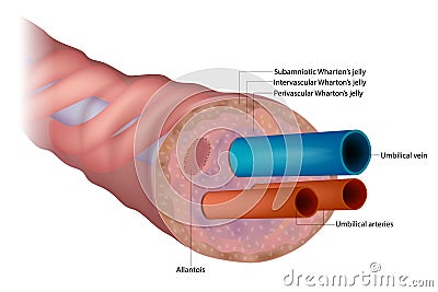 The anatomy of the umbilical cord. Cross-sectional diagram of human umbilical cord. Stock Photo